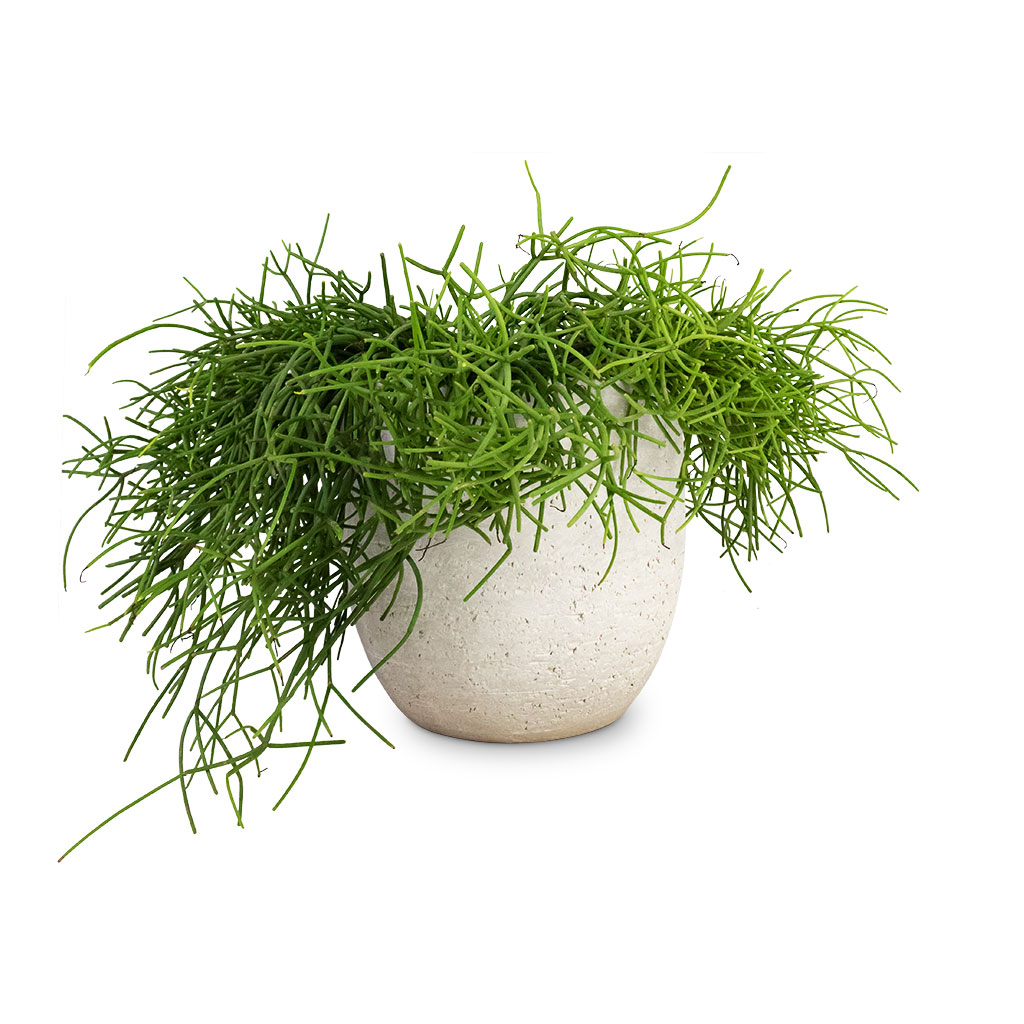 Rhipsalis heteroclada - Mistletoe Cactus &amp; Cas Plant Pot - Cool Grey