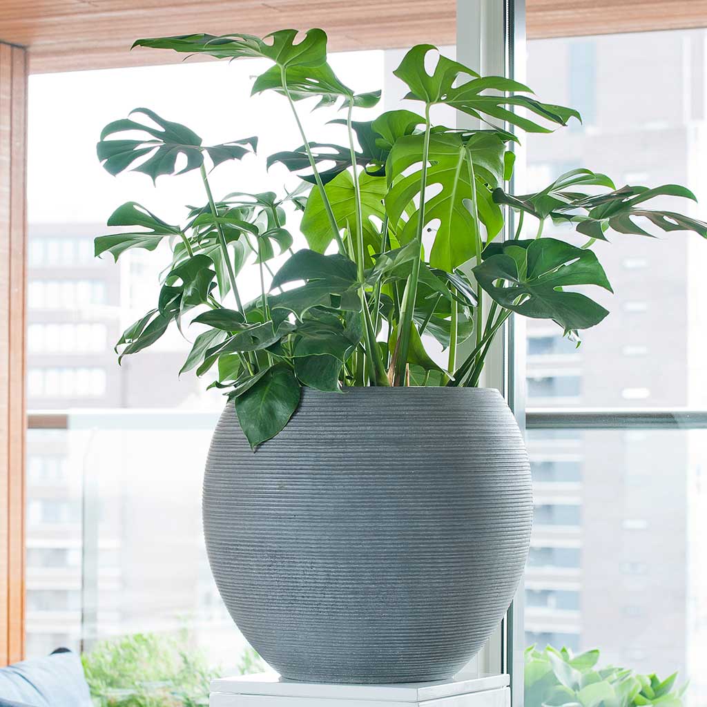 Ridged Abby Planter Dark Grey