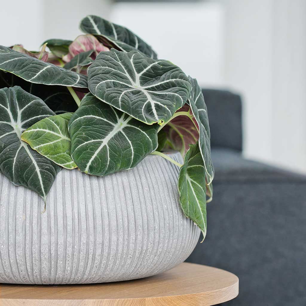 Ridged Eileen Planter Cement Textures