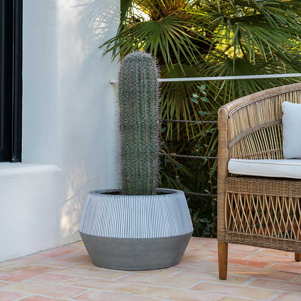 Ridged Low Harley Plant Pot - White Stripe & Large Cactus