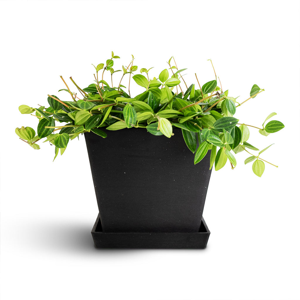 Rotterdam Cube Planter Slate 20x20x18cm Peperomia angulata rocca scuro Dark green 15x25cm With Saucer