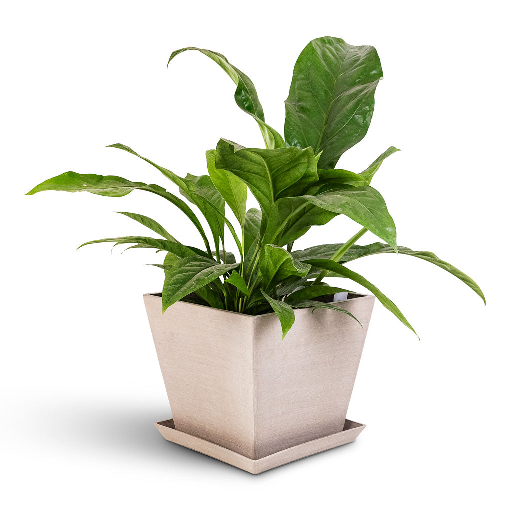 Cubed Plant Pot Saucer - Taupe