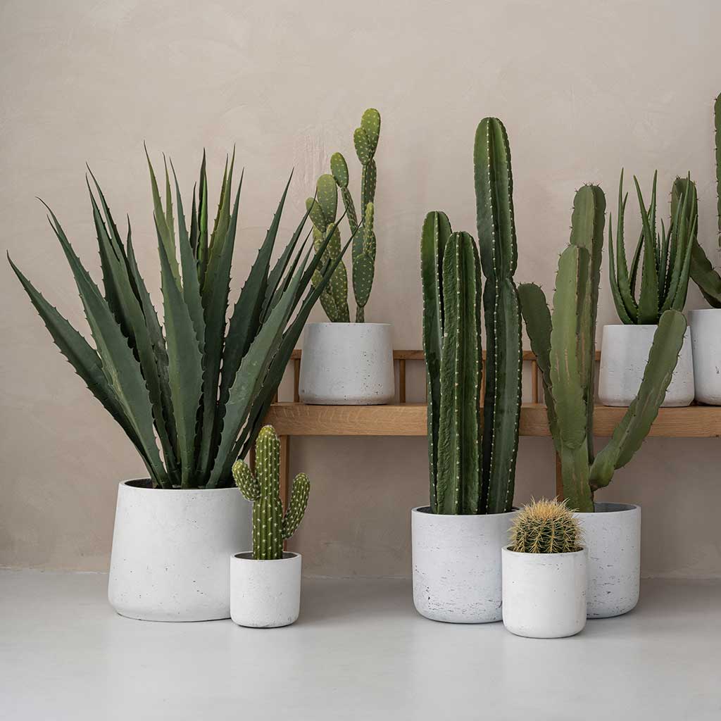 Rough Patt & Charlie Planters White Washed