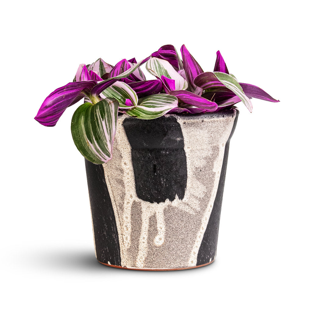 Rowen Pot Brushstroke 13.5x12.5cm Tradescantia albiflora Nanouk 12x20cm