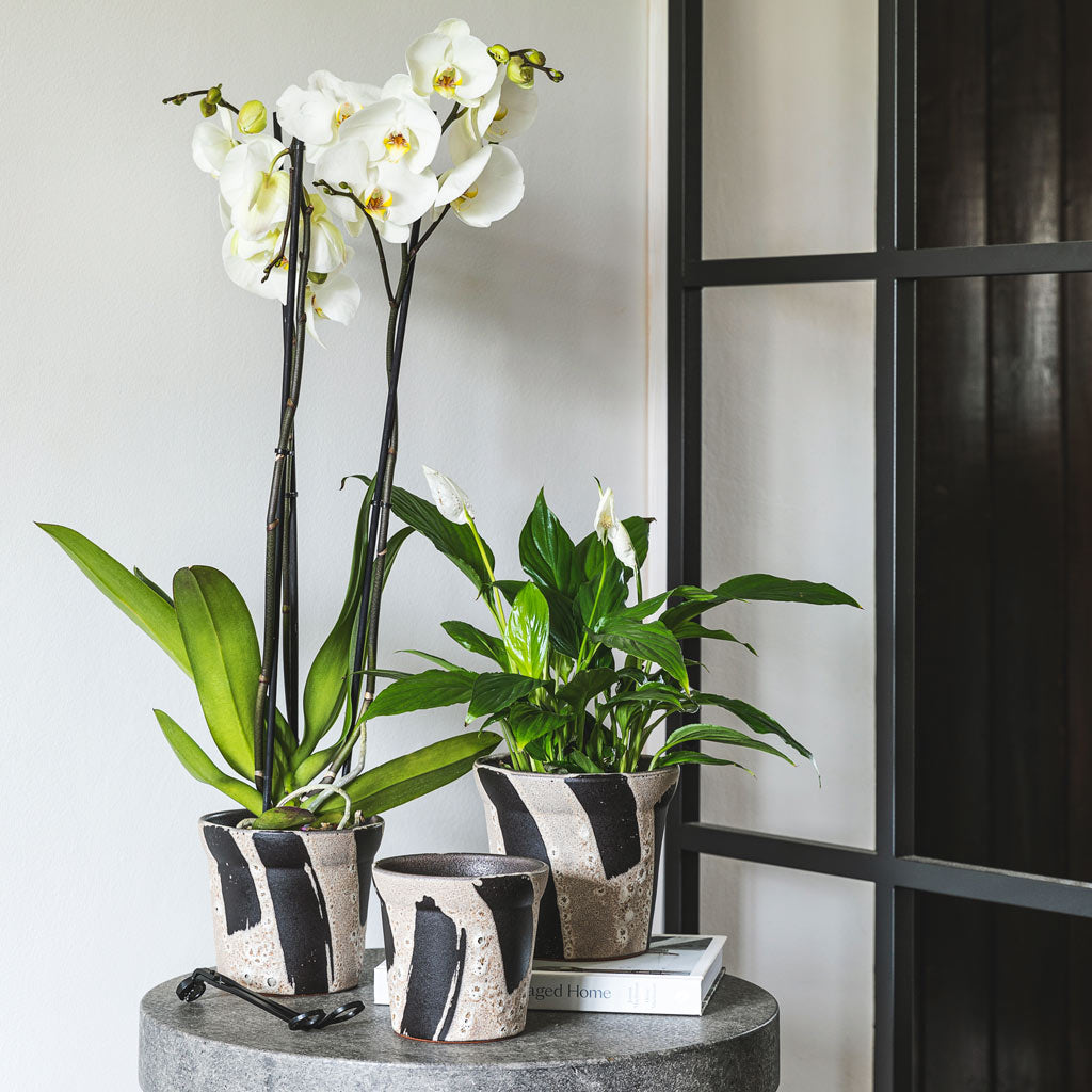 Rowen Plant Pots In Living Room
