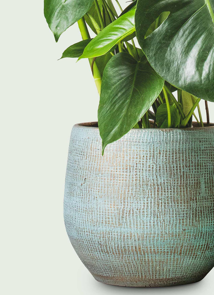 Large Plant Pots
