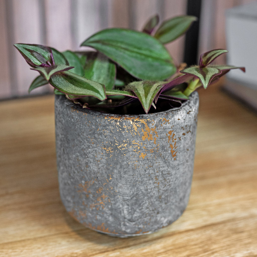 Saar Plant Pot - Earth Cement & Tradescantia