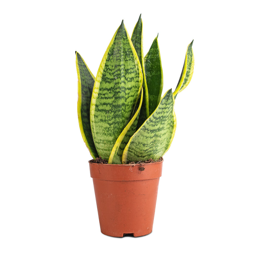 Sansevieria trifasciata Futura Superba - 9 x 30cm