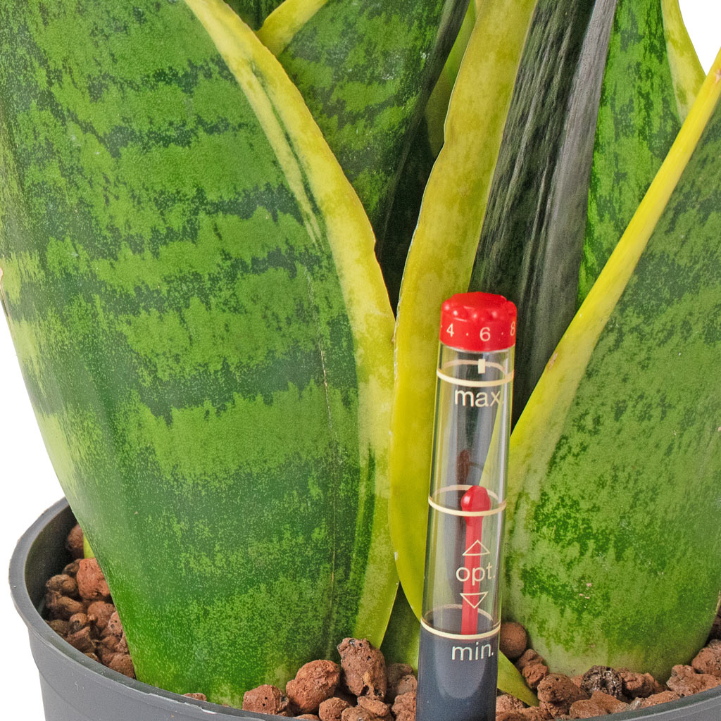 Sansevieria Futura Superba - HydroCare - Water Meter
