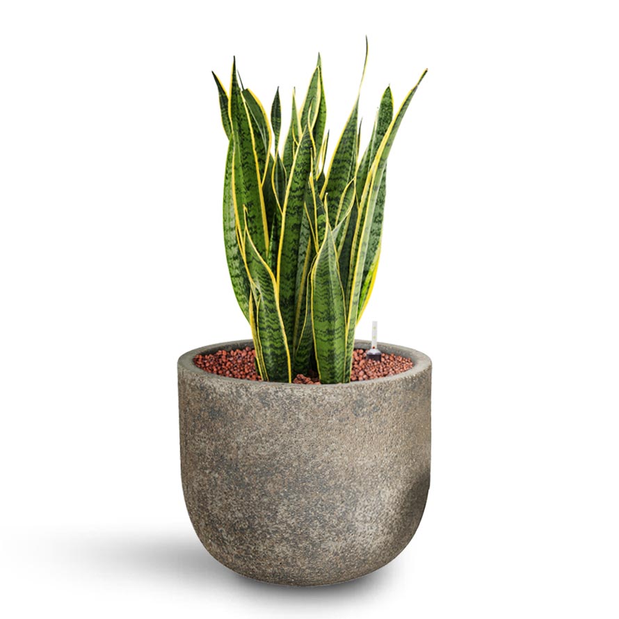 Sansevieria Laurentii - HydroCare