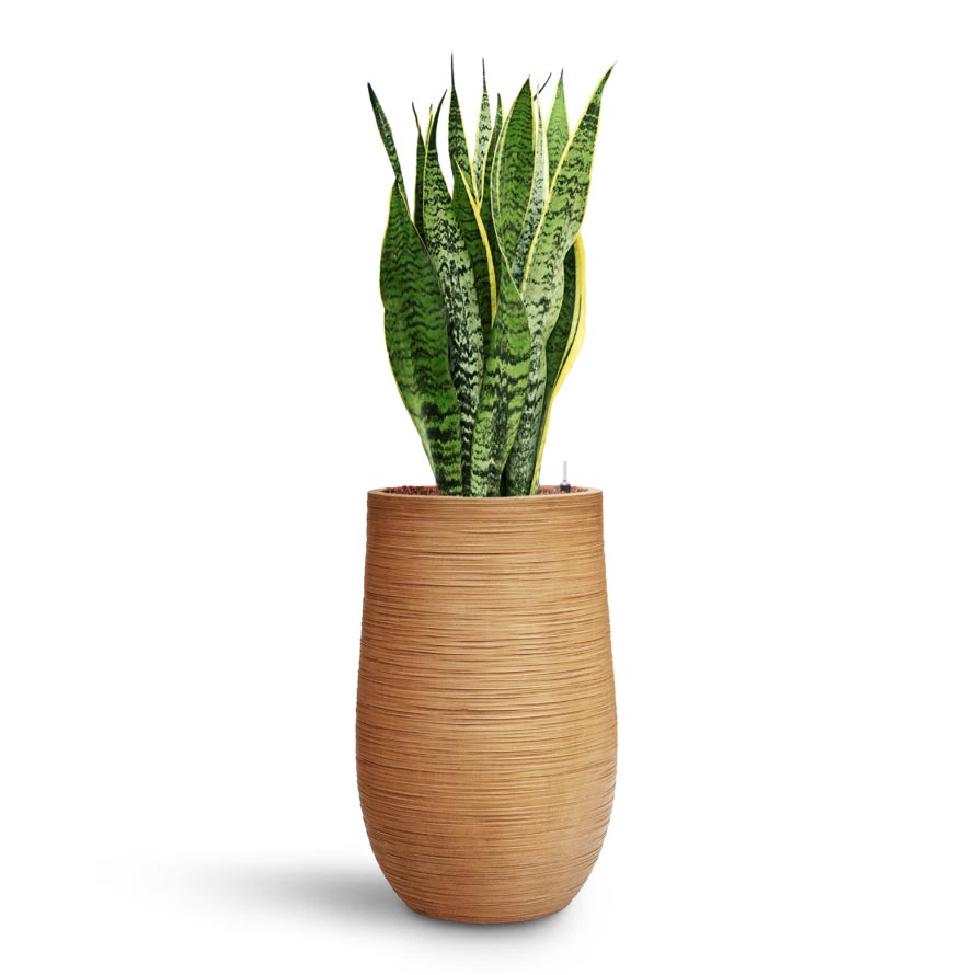Sansevieria Laurentii - HydroCare & Dune Partner Planter - Almond