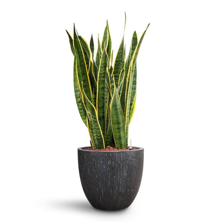 Sansevieria Laurentii - HydroCare & Raindrop Couple Planter - Anthracite