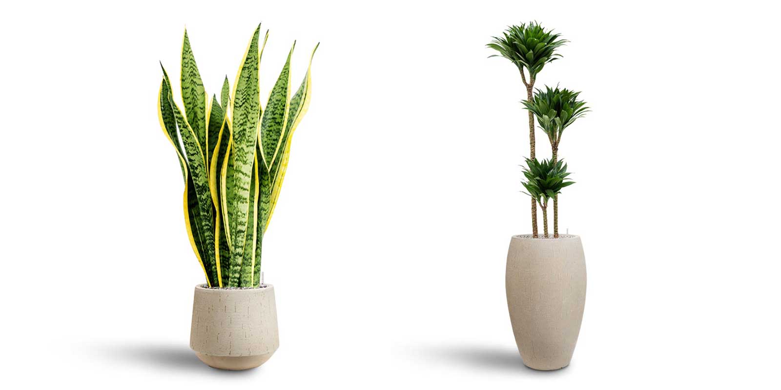 Sansevieria Laurentii Dracaena Compacta Raindrop Planters