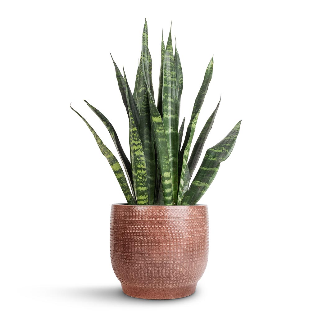 Sansevieria trifasciata Black Coral - Snake Plant & Lykke Plant Pot - Chestnut Blush