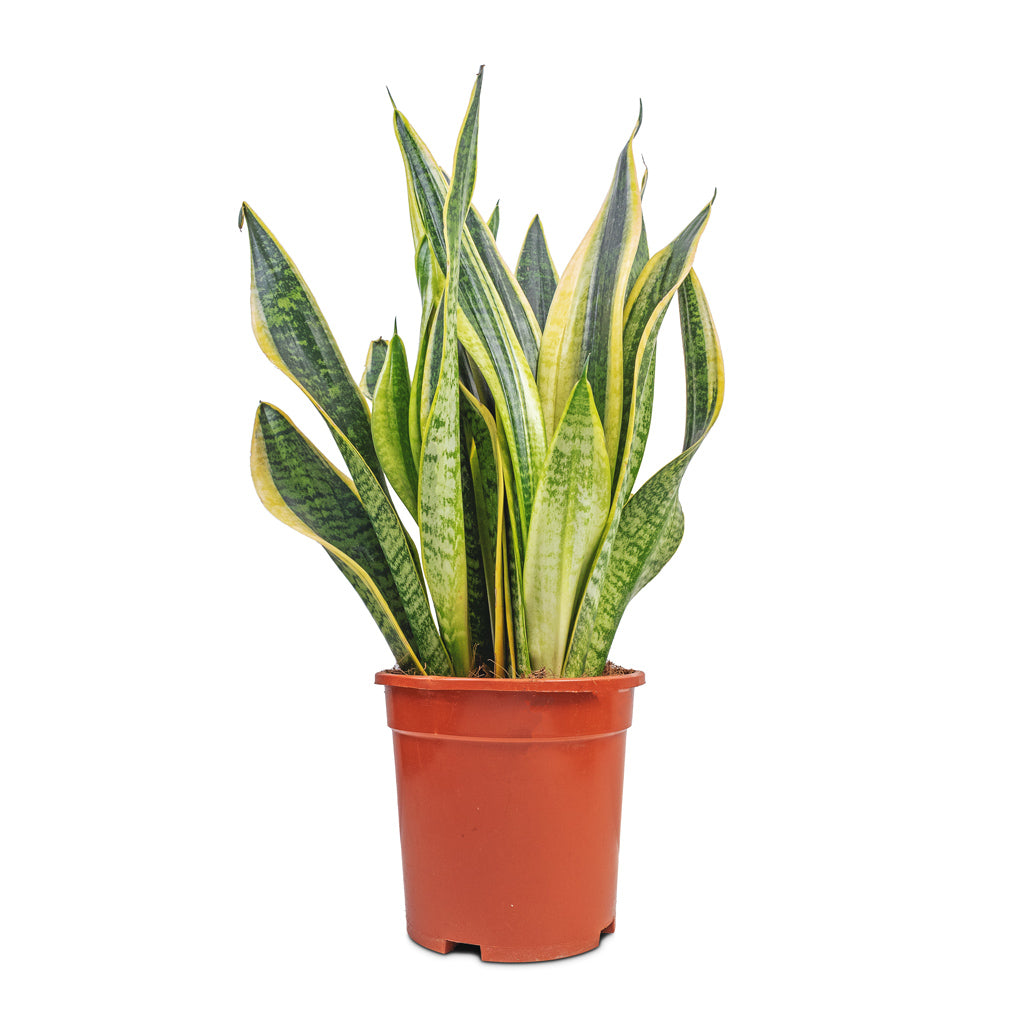 Sansevieria trifasciata Futura Superba - 17 x 60cm