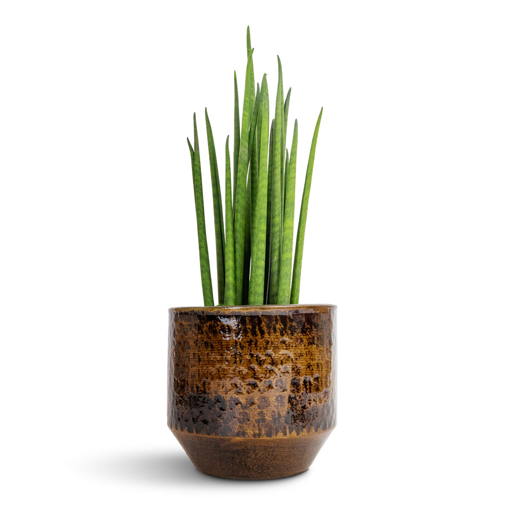 Sansevieria bacularis Mikado - Snake Plant & Sanna Plant Pot - Savanna