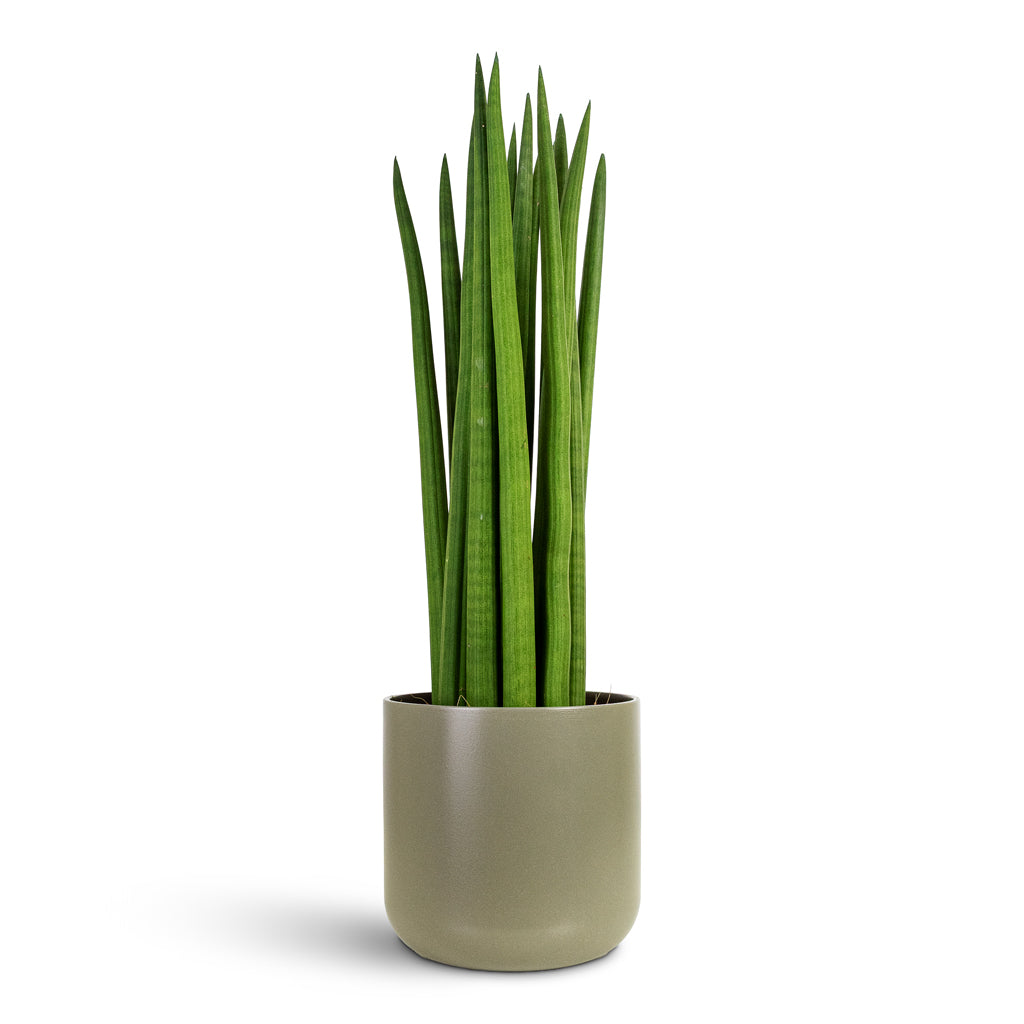 Sansevieria cylindrica Spikes 17x60cm House Plant In Lisbon Pot Greige 19x19cm