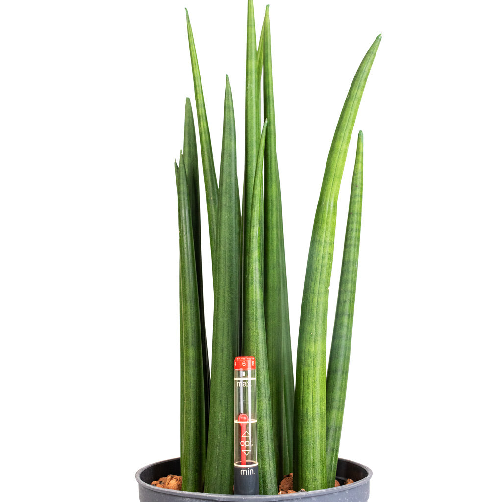 Sansevieria cylindrica Spikes Hydroculture Indoor Plant