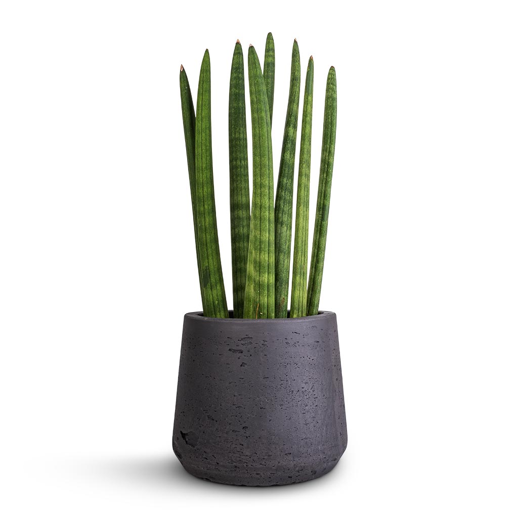 Sansevieria cylindrica Straight - Cylindrical Snake Plant & Patt Plant Pot - Black Washed