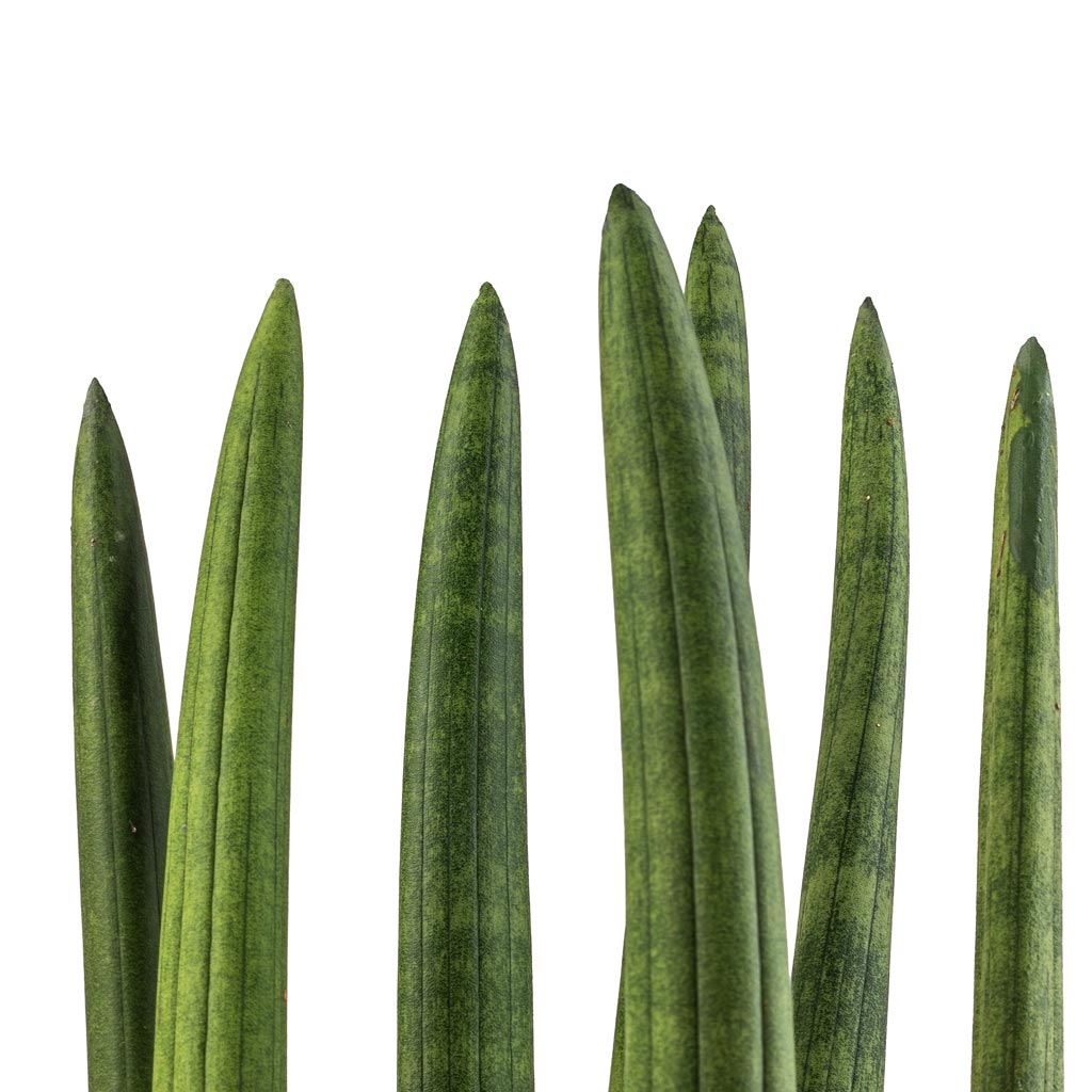 Sansevieria cylindrica Straight - Cylindrical Snake Plant