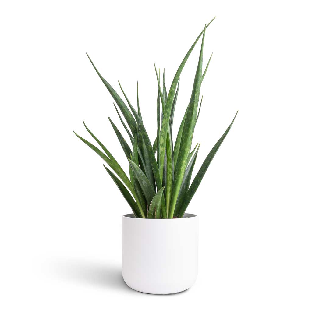 Sansevieria kirkii  - Star Sansevieria & Lisbon Plant Pot - White