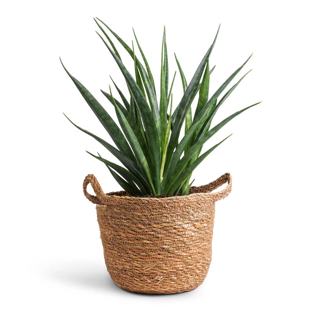 Sansevieria kirkii  - Star Sansevieria &amp; Nelis Plant Basket - Natural