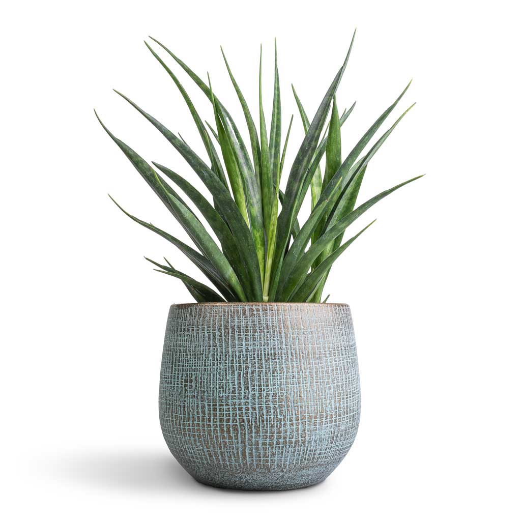 Sansevieria kirkii  - Star Sansevieria & Ryan Plant Pot - Blue Gold