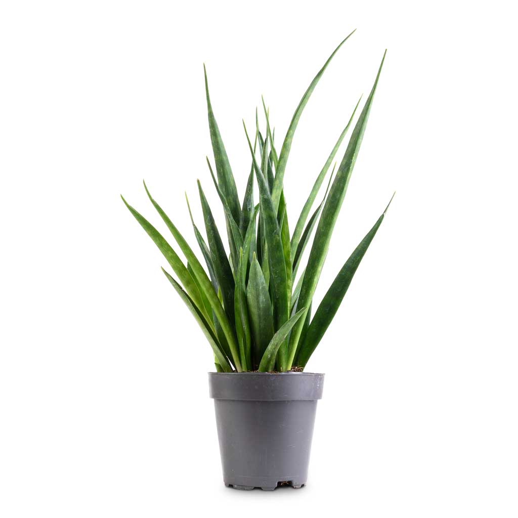 Sansevieria kirkii  - Star Sansevieria - 12 x 40cm