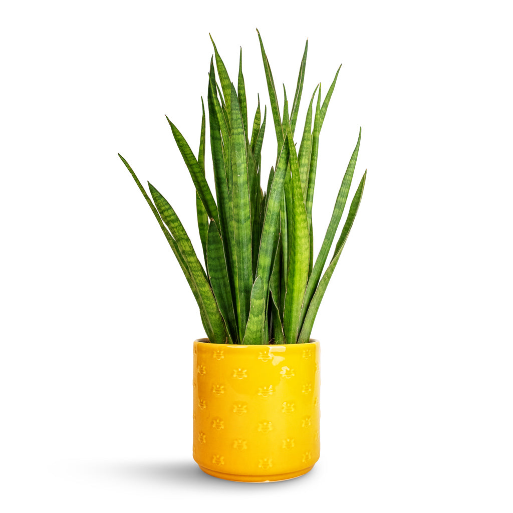 Sansevieria kirkii  - Star Sansevieria & Arley Plant Pot - Yellow Bee