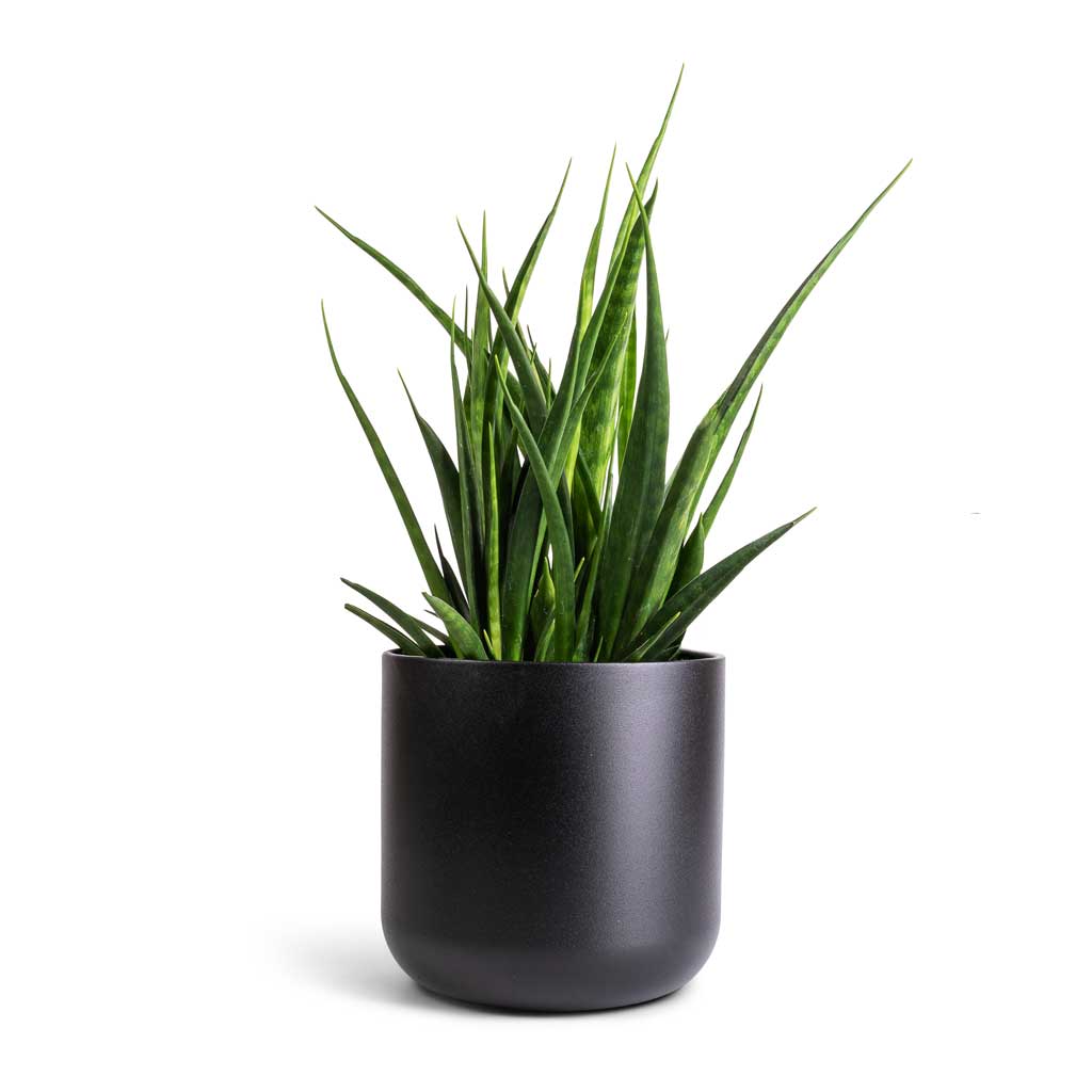 Sansevieria kirkii  - Star Sansevieria & Lisbon Plant Pot - Anthracite