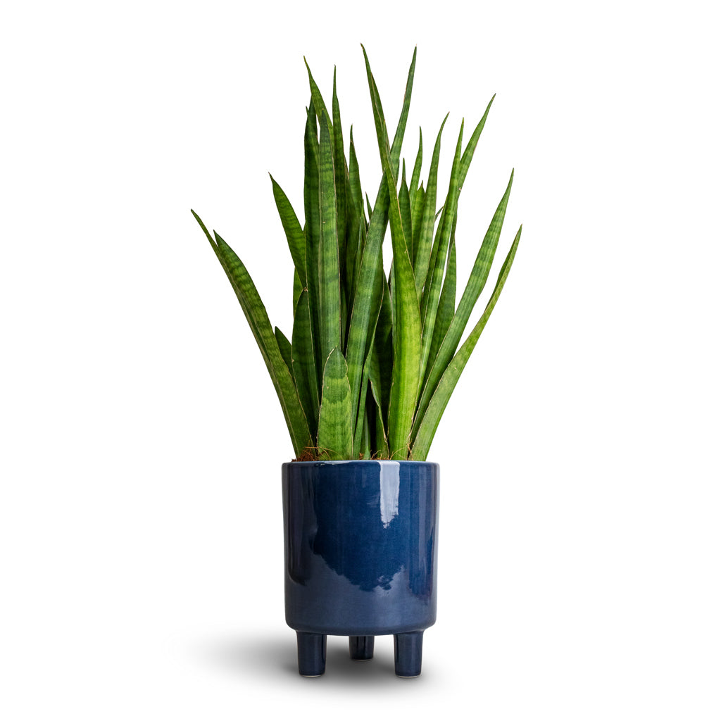 Sansevieria kirkii  - Star Sansevieria & Pisa Plant Pot - Navy