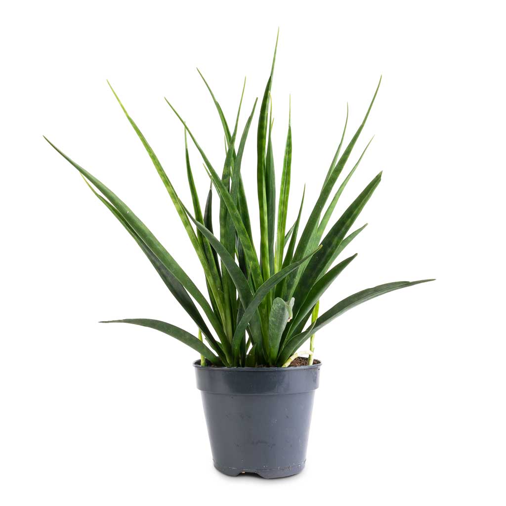 Sansevieria kirkii  - Star Sansevieria - 15 x 50cm