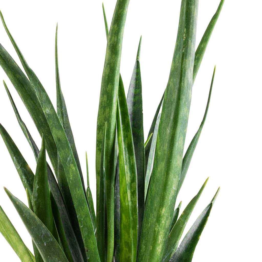 Sansevieria kirkii - Star Sansevieria