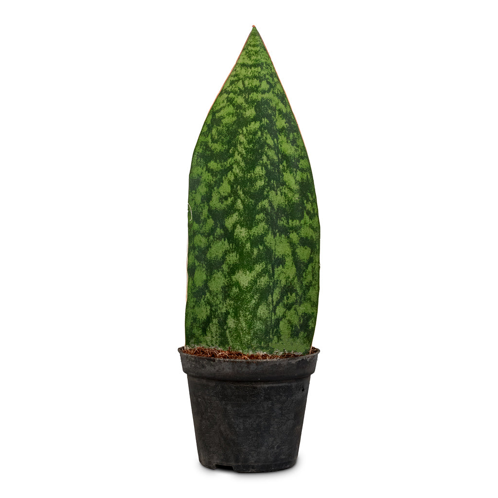 Sansevieria masoniana Victoria 8.5x20cm