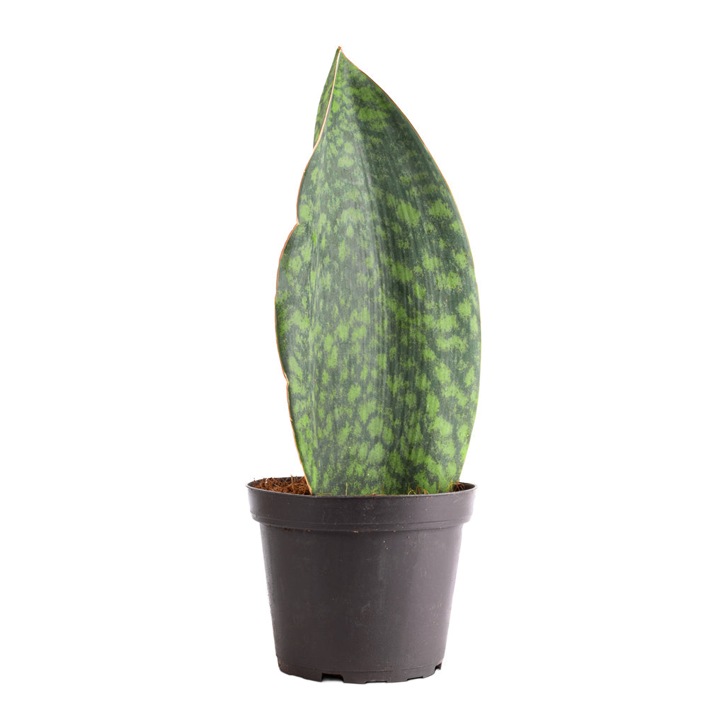 Sansevieria masoniana Victoria - Shark Fin Snake Plant - 12 x 40cm