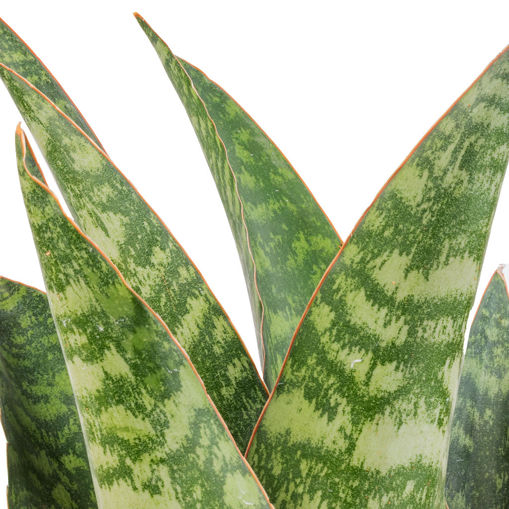 Sansevieria masoniana Dragon Snake Plant - 14x50cm In Flor Plant Pot Green - 18x16cm