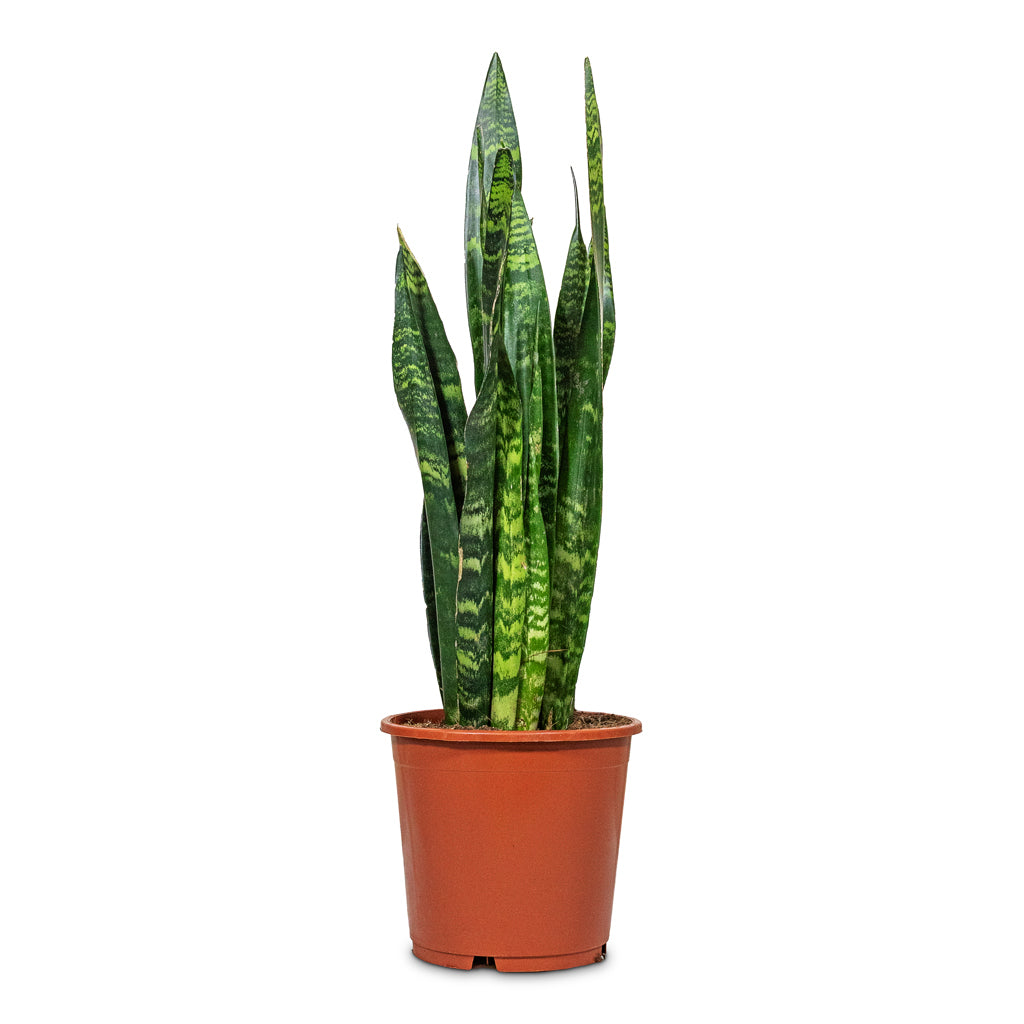 Sansevieria trifasciata Black Coral 24x80cm