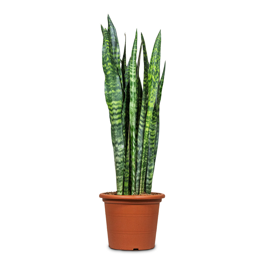 Sansevieria trifasciata Black Coral 30x90cm