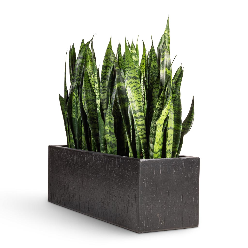 Sansevieria trifasciata Black Coral - Snake Plant & Raindrop Trough Planter - Anthracite