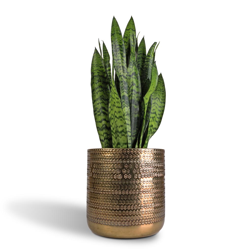 Sansevieria trifasciata Black Coral - Snake Plant & Solis Embossed Plant Pot - Gold