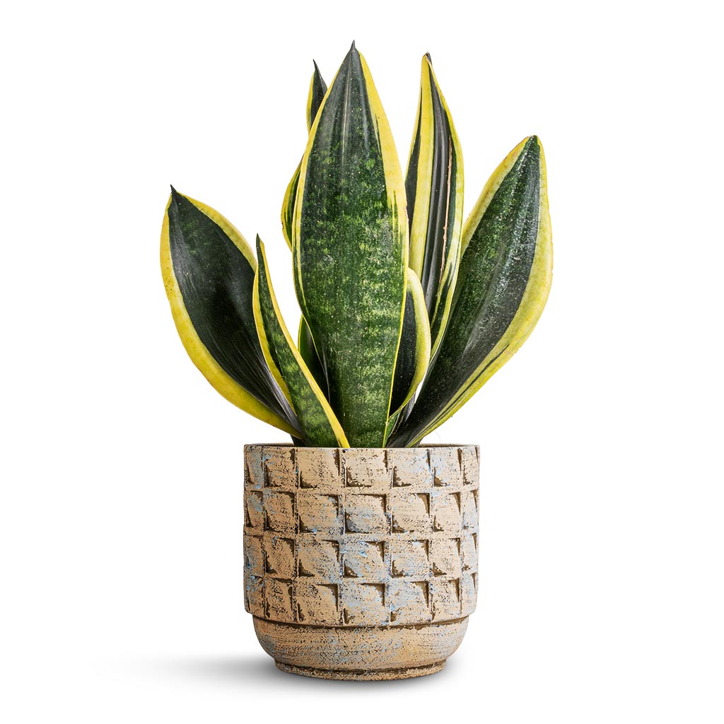 Sansevieria trifasciata Futura Superba & Jim Plant Pot - Shell