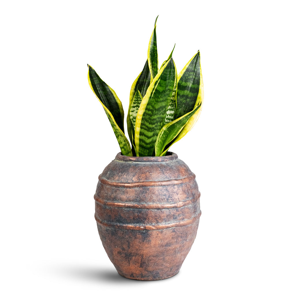 Sansevieria trifasciata Futura Superba - 9x30cm- House Plant InKris Vase  Copper Grey - 21x23cm