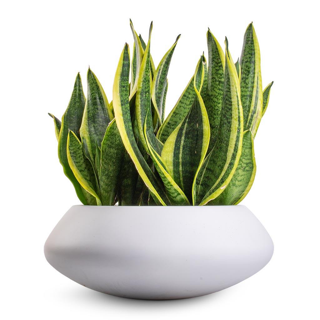 Sansevieria trifasciata Futura Superba & Tara Essentials Bowl Planter - Matt White