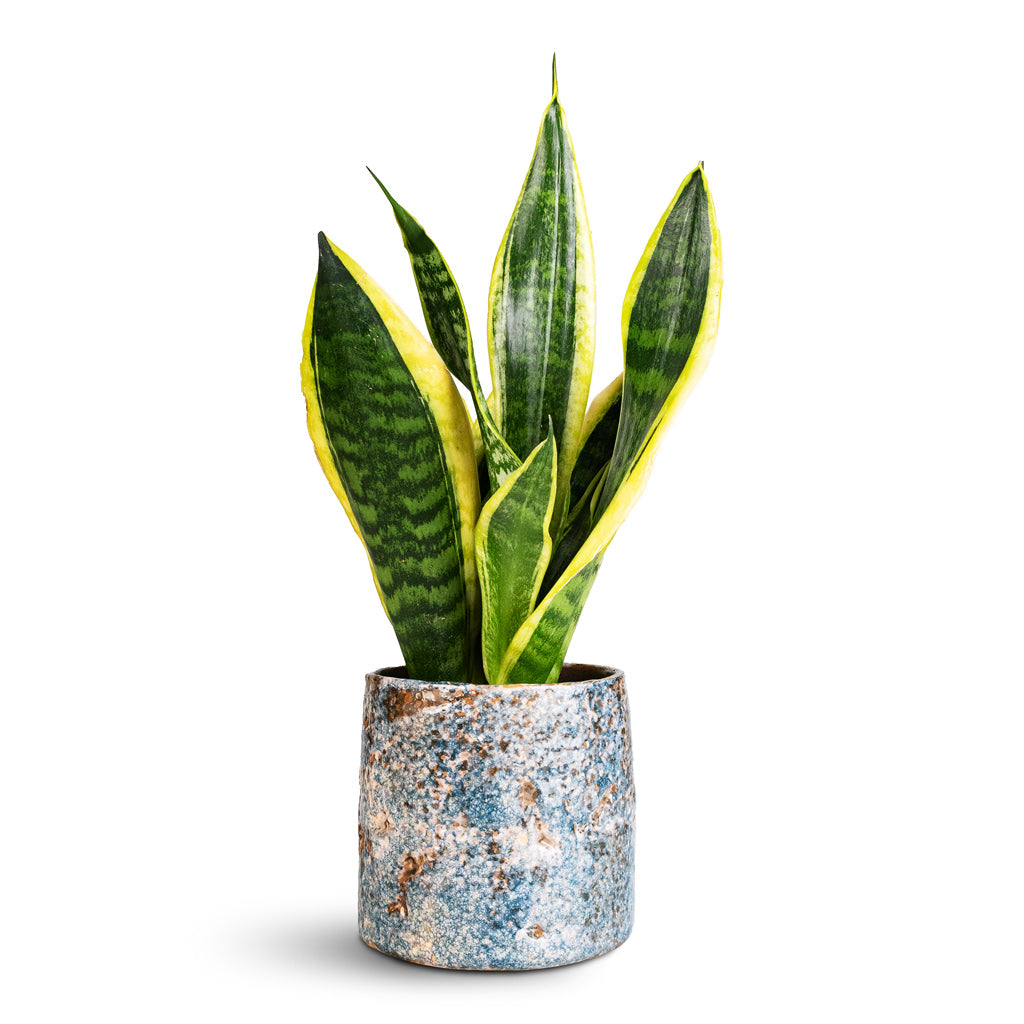 Sansevieria trifasciata Futura Superba Houseplant 9x30cm Masha Plant Pot Kobalt 12x10cm