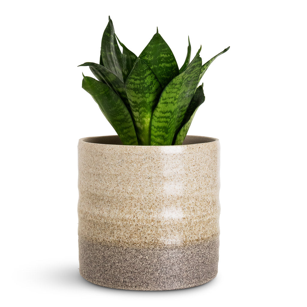 Sansevieria trifasciata Hahnii - 9x20cm In Gia Pot Stone Granite - 14x13cm