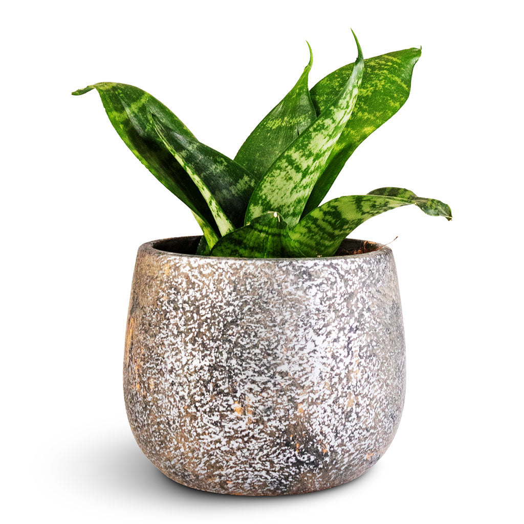 Sansevieria trifasciata Hahnii 9x20cm Jules Pot Earth 12x9cm