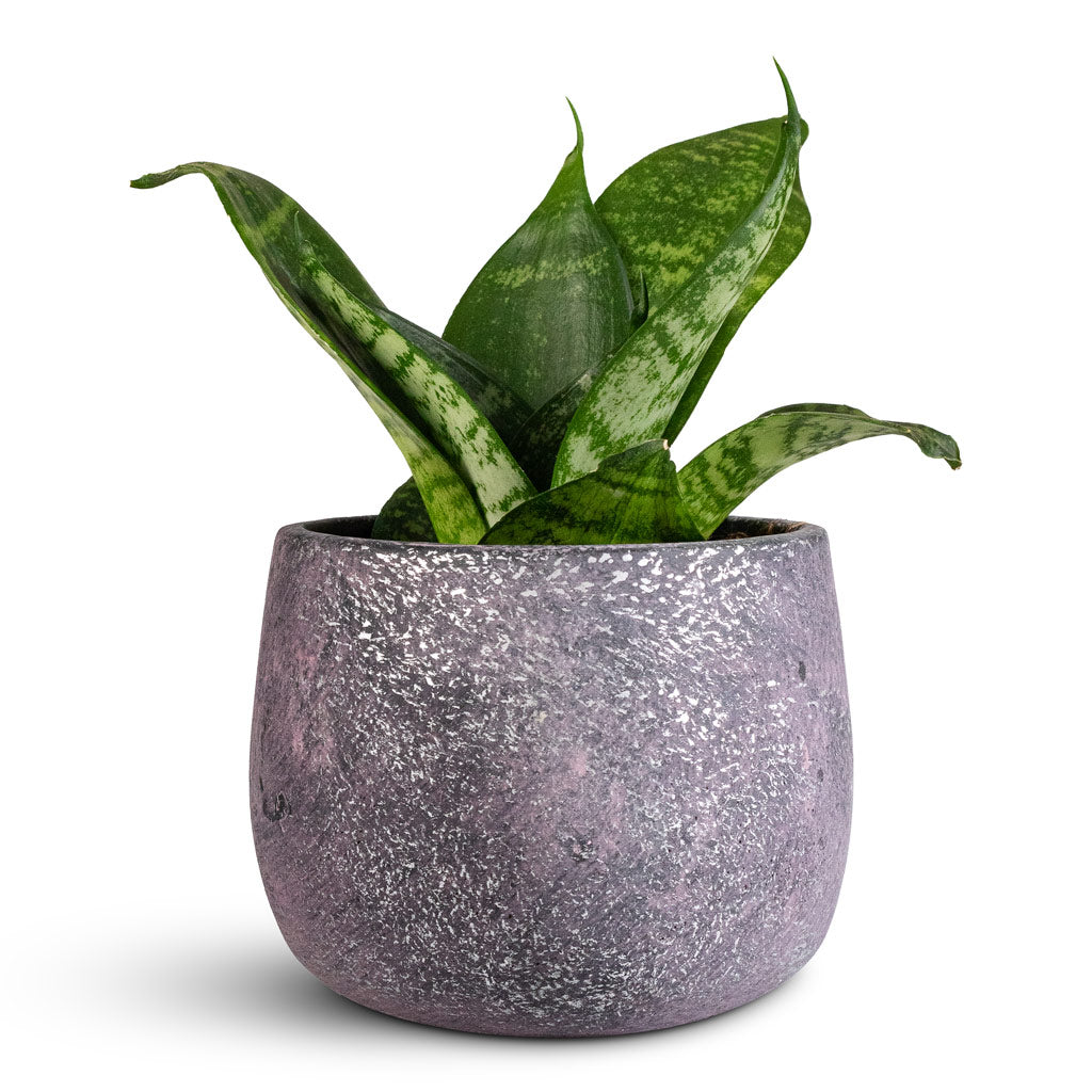 Sansevieria trifasciata Hahnii 9x20cm Jules Pot Shiny Purple 12x9cm