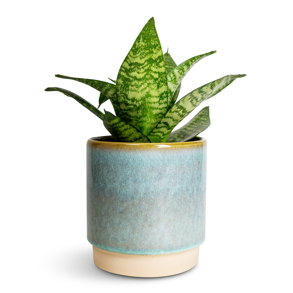 Sansevieria trifasciata Hahnii - Birds Nest Snake Plant &amp; Copenhagen Plant Pot - Aqua