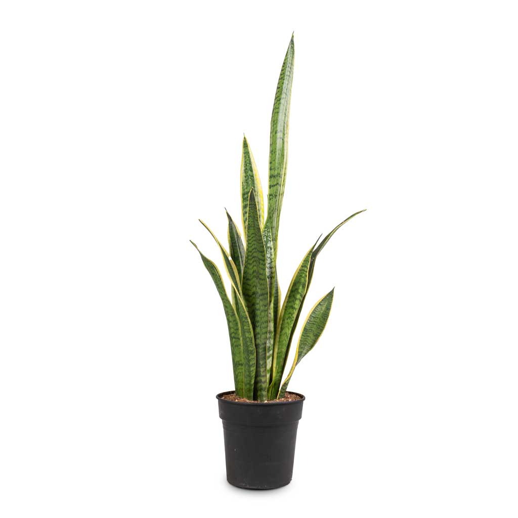 Sansevieria trifasciata Laurentii - Variegated Snake Plant 16cm