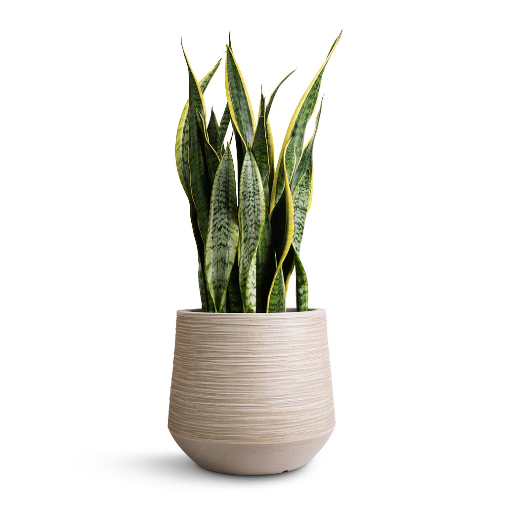 Dune Darcy Planter - Oat